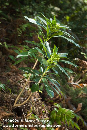 Spurge Laurel