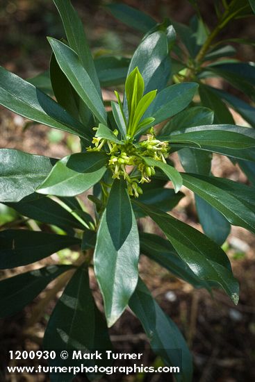 Spurge Laurel blossoms & foliage w/ immature fruit