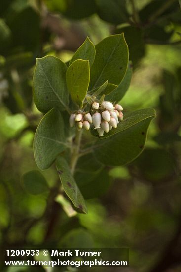 Hairy Manzanita blossoms & foliage