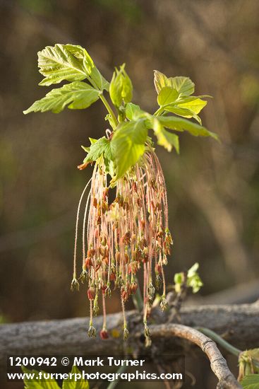 Boxelder blossoms & emerging foliage