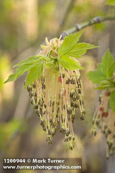 Boxelder blossoms & emerging foliage