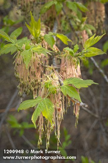 Boxelder blossoms & emerging foliage