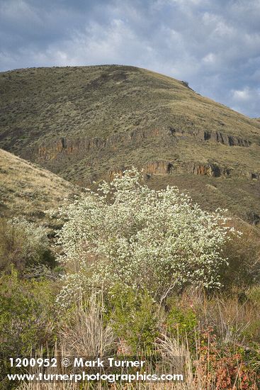 Western Serviceberry blooming below canyon walls