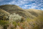 Western Serviceberry blooming below canyon walls