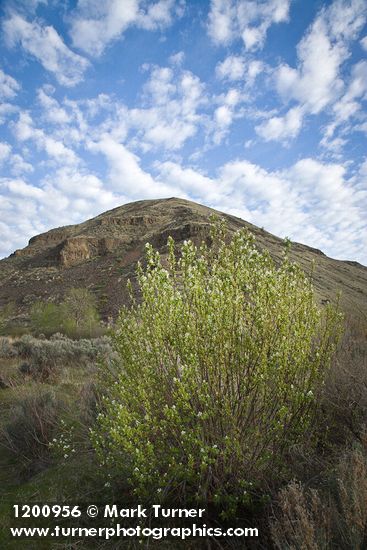 Western Serviceberry beginning to bloom below canyon walls
