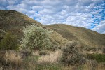 Western Serviceberry blooming below canyon walls