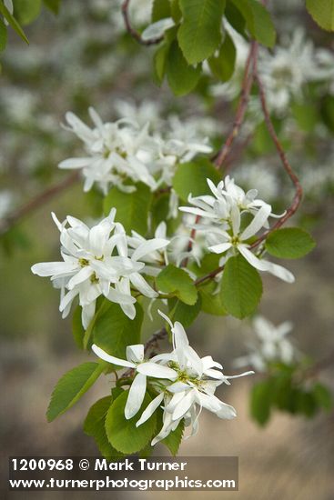 Western Serviceberry blossoms among foliage