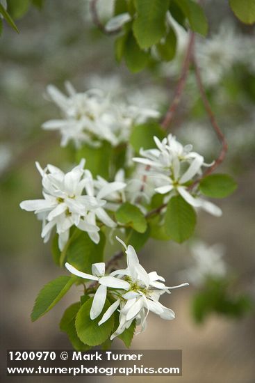 Western Serviceberry blossoms among foliage