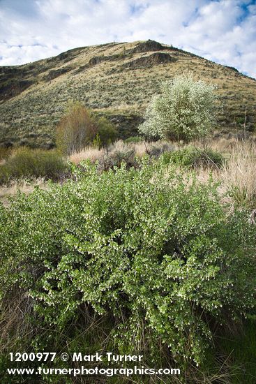 Wax Currant, Western Serviceberry on canyon floor