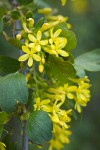 Golden Currant blossoms among foliage