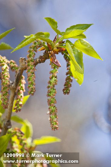 Black Cottonwood catkins & emerging foliage