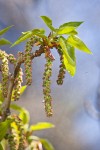 Black Cottonwood catkins & emerging foliage