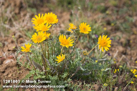 Hooker's Balsamroot