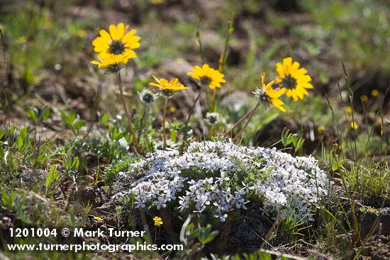 Hood's Phlox w/ Hooker's Balsamroot