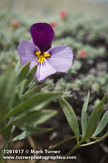 Sagebrush Violet blossom