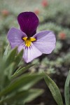 Sagebrush Violet blossom