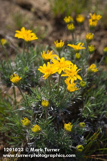 Narrowleaf Goldenweed