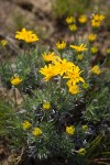 Narrowleaf Goldenweed