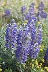 Elegant Lupines