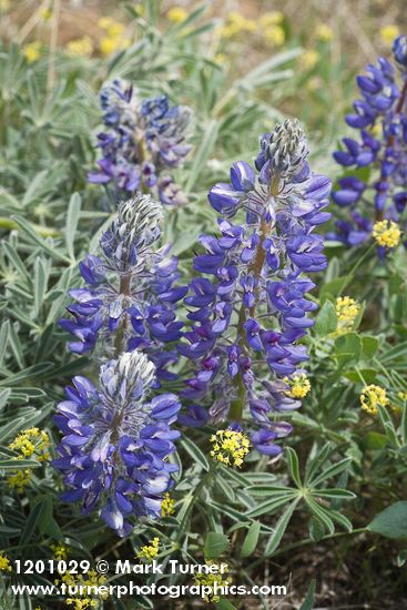 Elegant Lupines