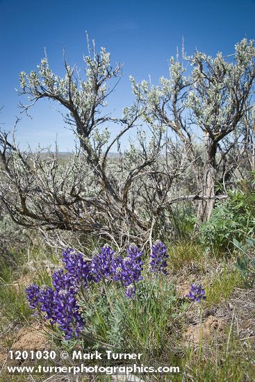 Elegant Lupine at base of Sagebrush
