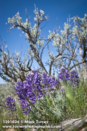 Elegant Lupine at base of Sagebrush