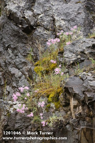 Snake River Phlox on basalt cliff