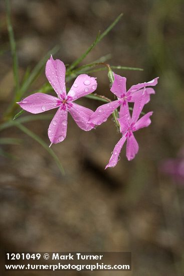 Snake River Phlox blossoms