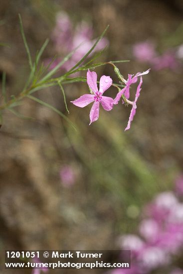 Snake River Phlox blossoms