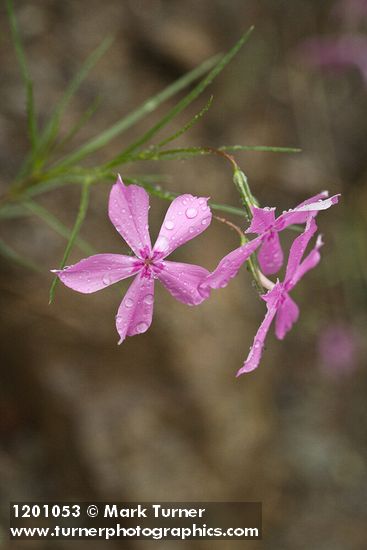 Snake River Phlox blossoms