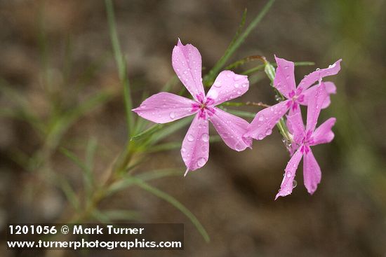 Snake River Phlox blossoms
