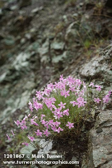 Snake River Phlox