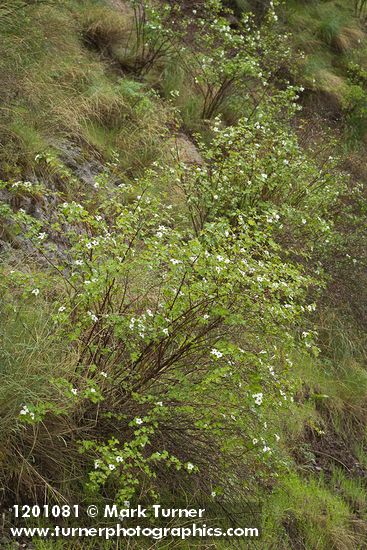 Barton's Raspberries at base of basalt cliff