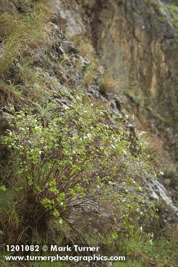 Barton's Raspberry at base of basalt cliff