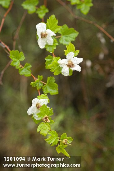 Barton's Raspberry blossoms & foliage