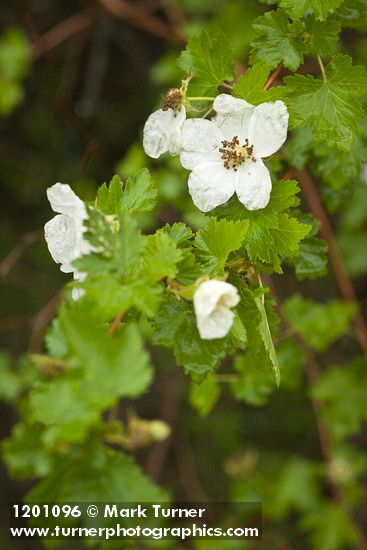 Barton's Raspberry blossom & foliage