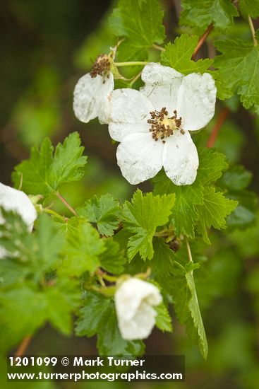 Barton's Raspberry blossom & foliage