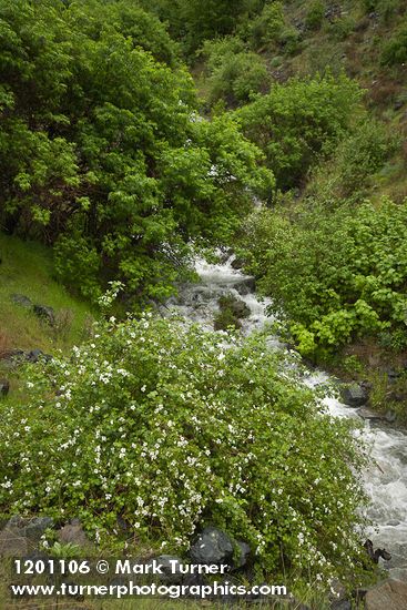 Barton's Raspberry at mouth of Sawpit creek