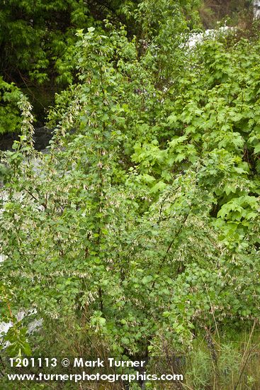 Snake River Gooseberry