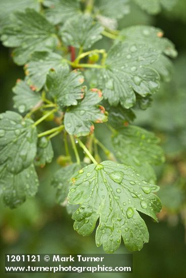 Snake River Gooseberry foliage w/ raindrops