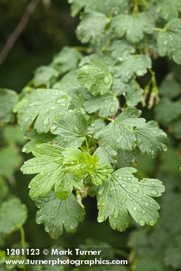 Snake River Gooseberry foliage w/ raindrops
