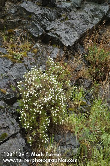 Clustered Phlox