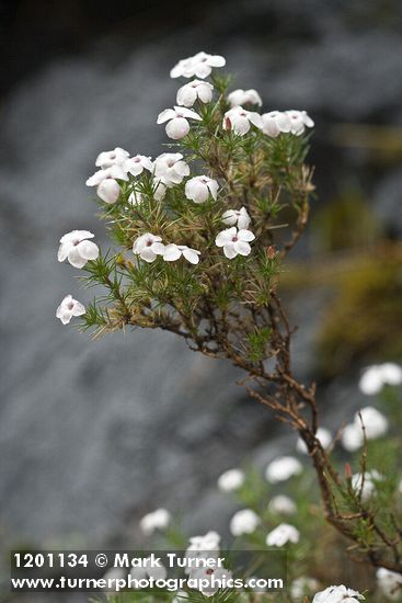 Clustered Phlox blossoms & foliage w/ raindrops