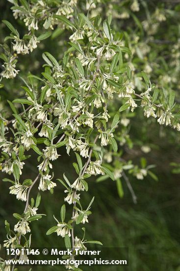 Autumn Olive blossoms & foliage