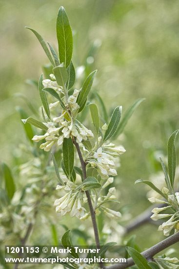Autumn Olive blossoms & foliage