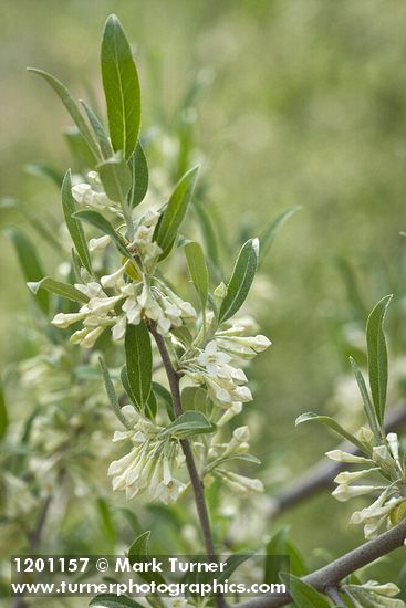 Autumn Olive blossoms & foliage