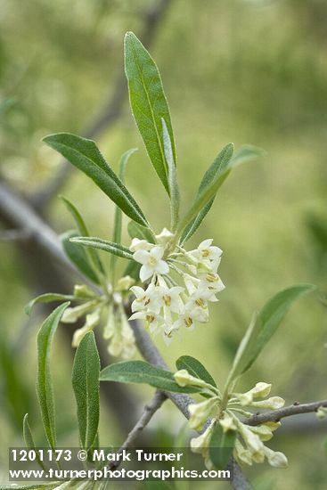 Autumn Olive blossoms & foliage