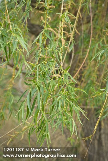 Golden Willow foliage & male catkins