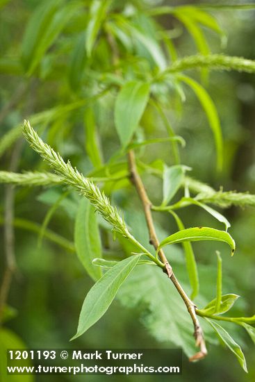 Crack Willow foliage & female catkin