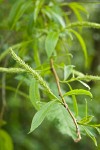 Crack Willow foliage & female catkin